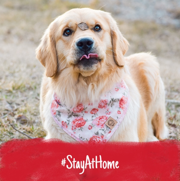 Meet your Posher, Marley - Picture 1 of 1